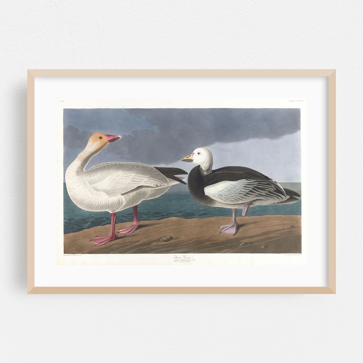 Snow geese (1827–1838) – image 1 of 6