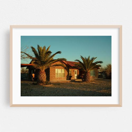 Palms in Presidio