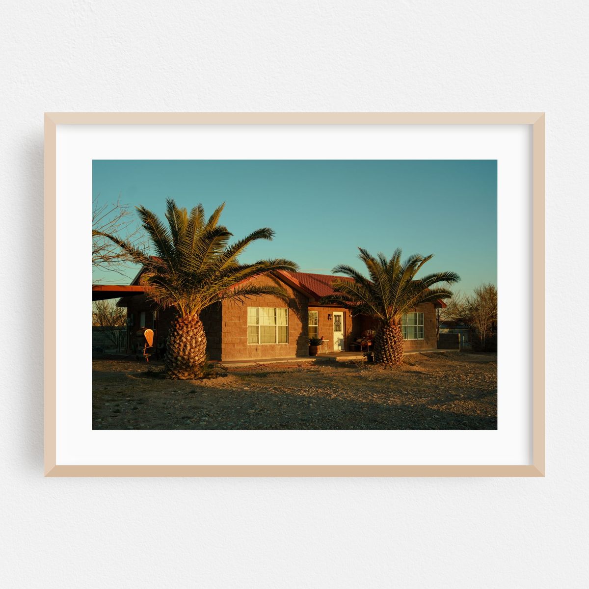 Palms in Presidio – image 1 of 6