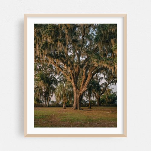 Oak Trees at Alpine Groves Park 02