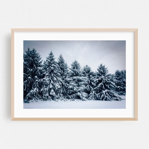 Snow Capped Pines