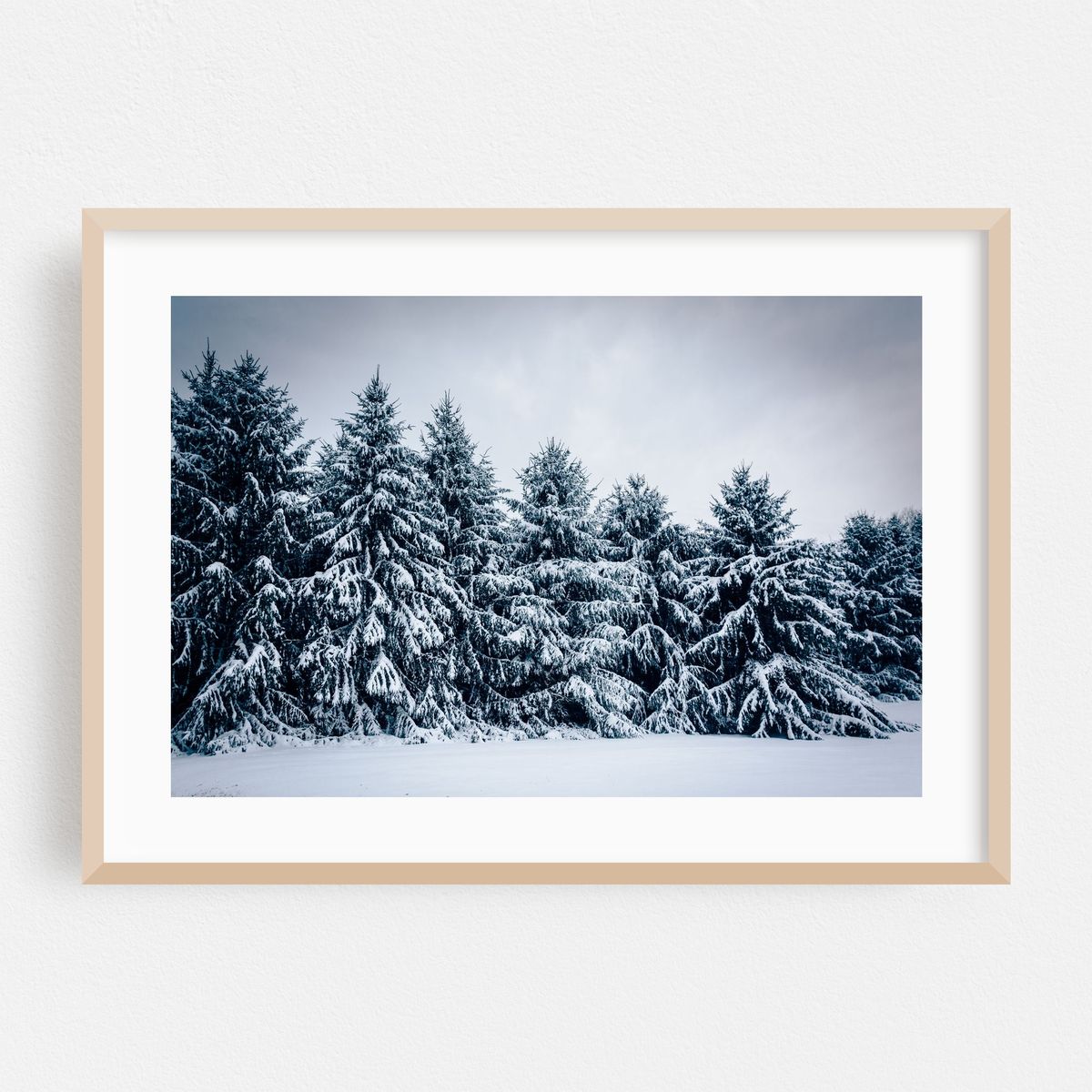 Snow Capped Pines – image 1 of 6