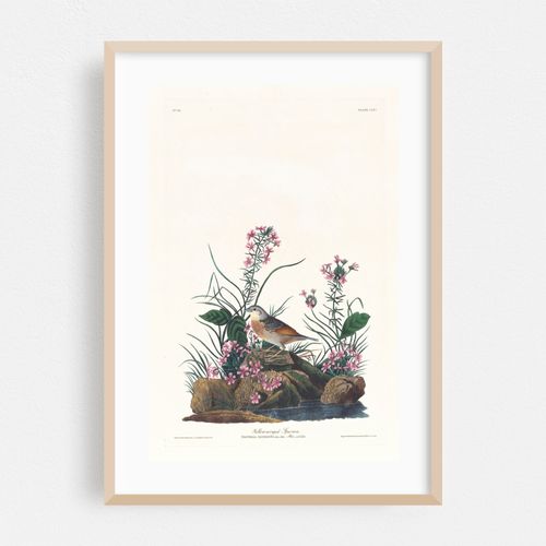 Yellow-winged sparrow (1827–1838)