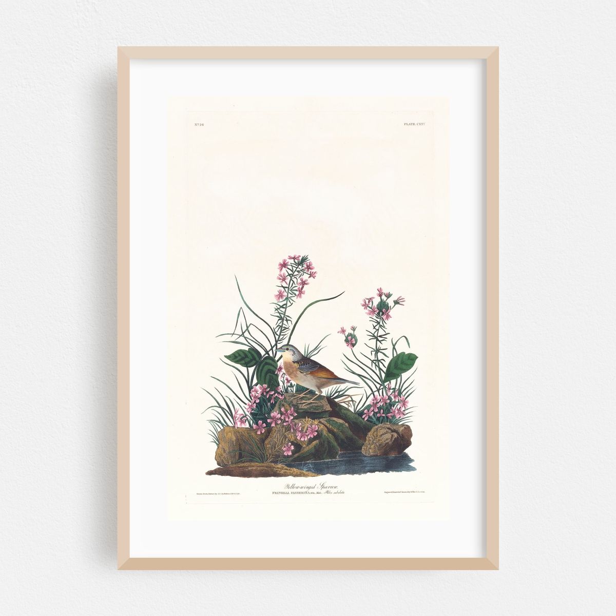 Yellow-winged sparrow (1827–1838) – image 1 of 16