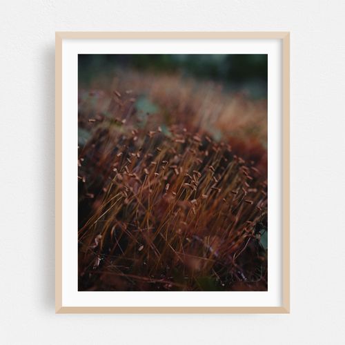 Wall Screw Moss