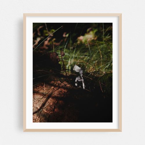 Ghost Pipes 03