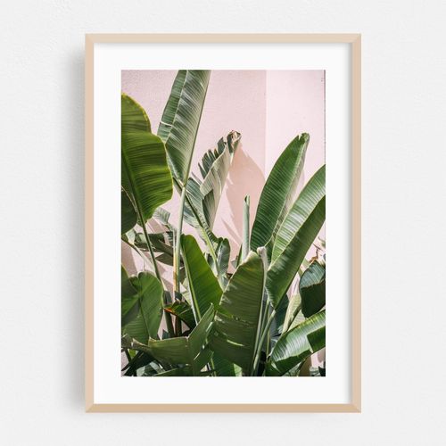 Strelitzia Palm Tree Leaves