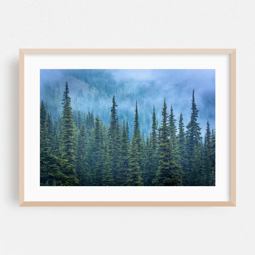 Hurricane Ridge Pines
