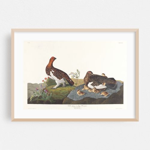 Willow grous or large ptarmigan (1827–1838)