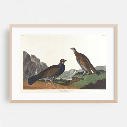 Long-tailed or dusky grous (1827–1838)