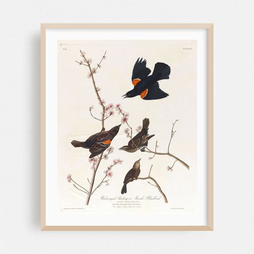 Red winged starling or marsh blackbird (1827–1838)