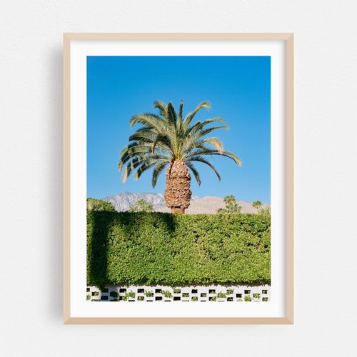Palm Springs Palm