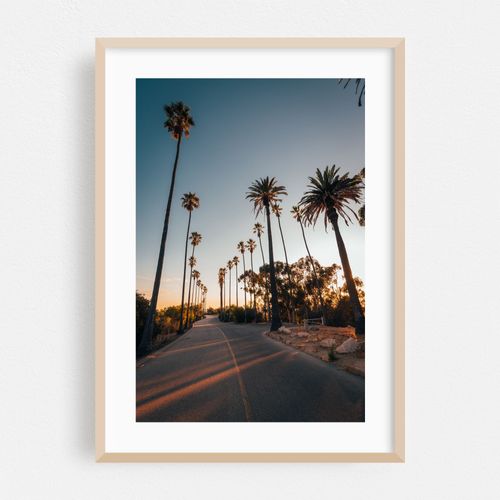 Elysian Park Palms