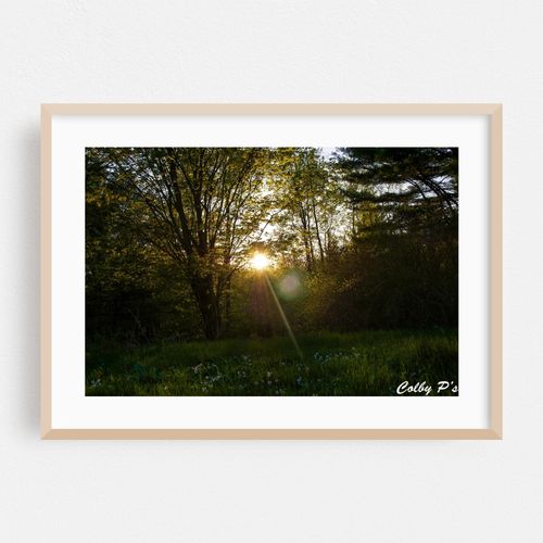 Golden Hour Through the Trees