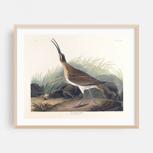 Great equimaux curlew (1827–1838)