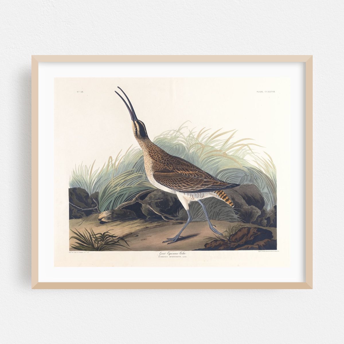 Great equimaux curlew (1827–1838) – image 1 of 5