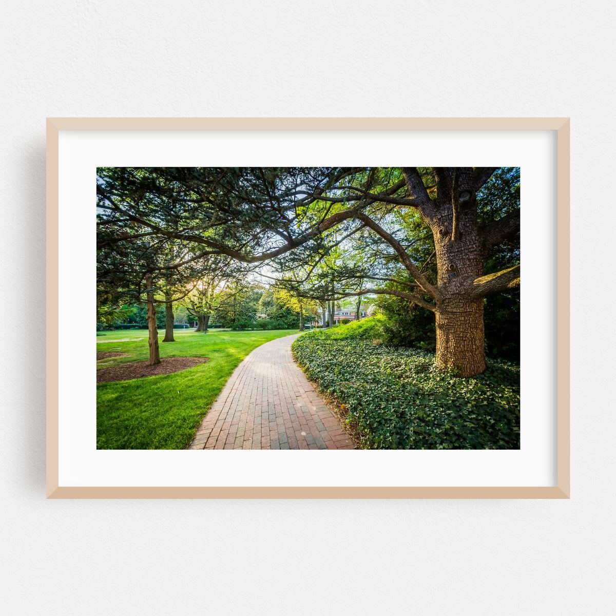 Tree Lined Hopkins – image 1 of 6