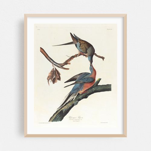 Passenger pigeon (1827–1838)