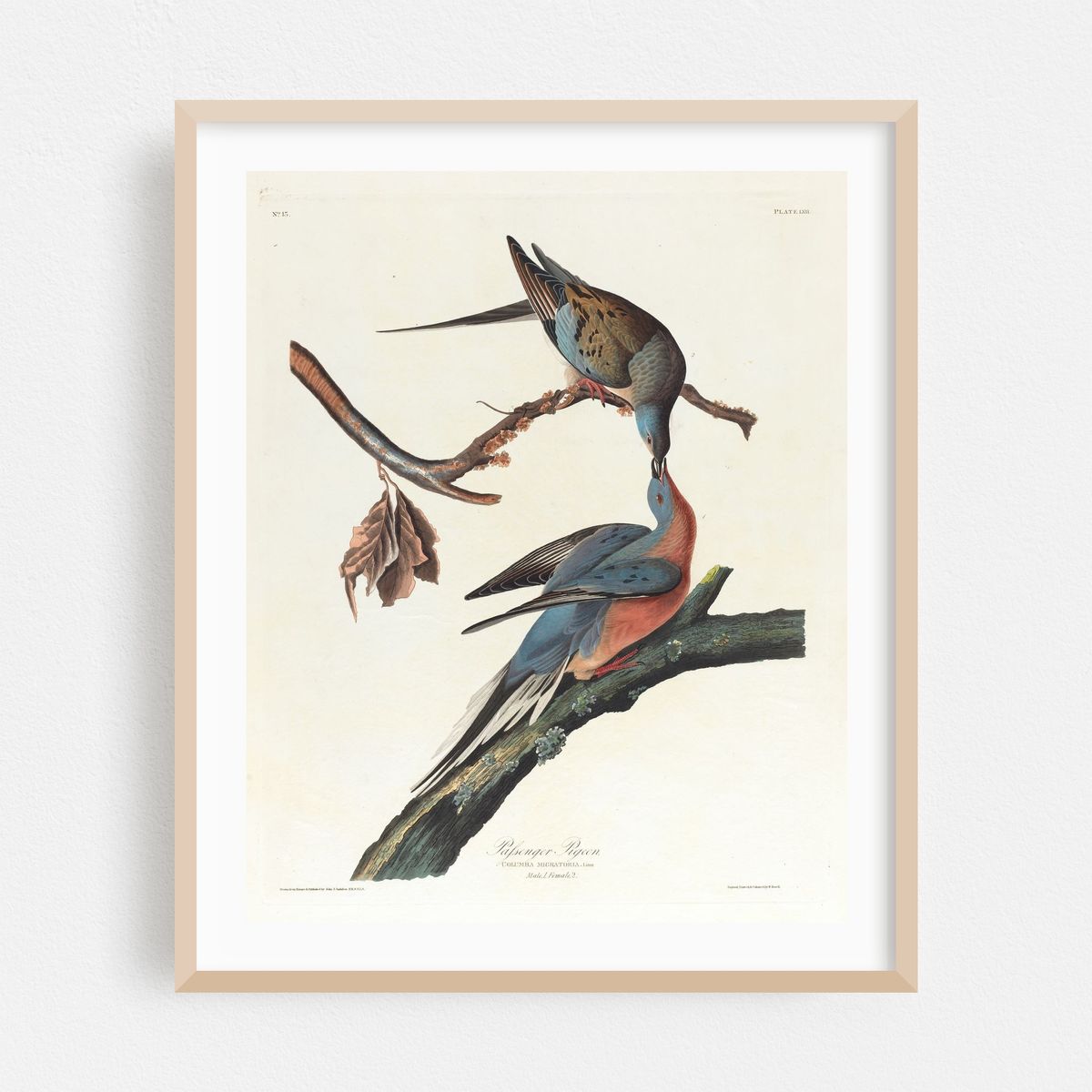 Passenger pigeon (1827–1838) – image 1 of 12