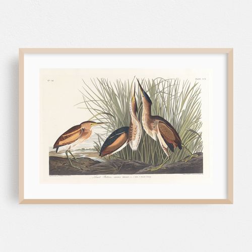 Least bittern (1827–1838)