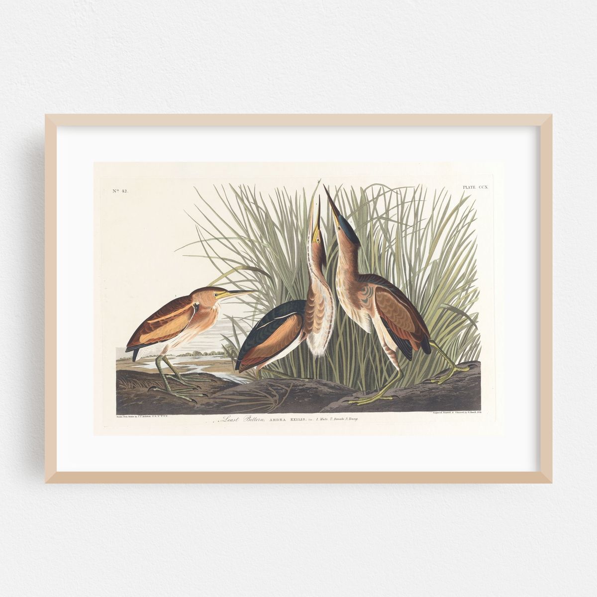 Least bittern (1827–1838) – image 1 of 6