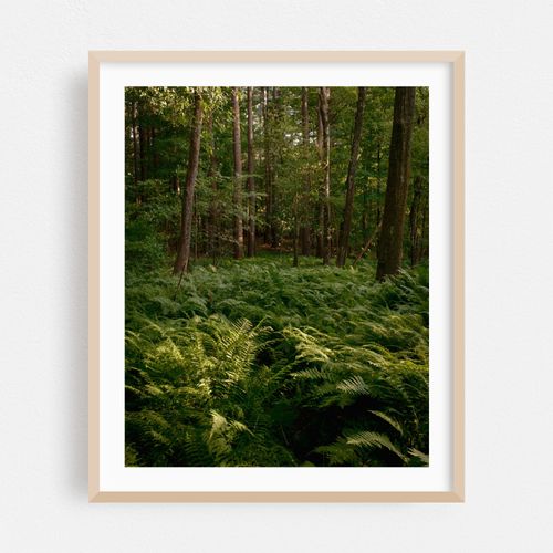 Ferns at Sudbury Reservoir
