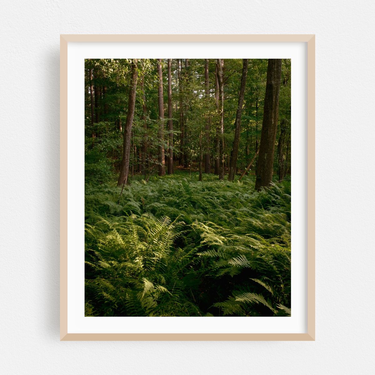 Ferns at Sudbury Reservoir – image 1 of 12
