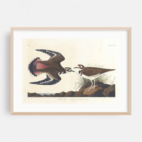 Killdeer plover (1827–1838)
