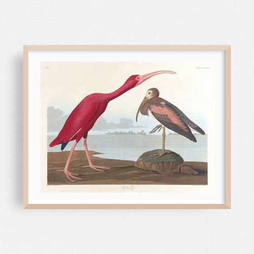 Scarlet ibis (1827–1838)