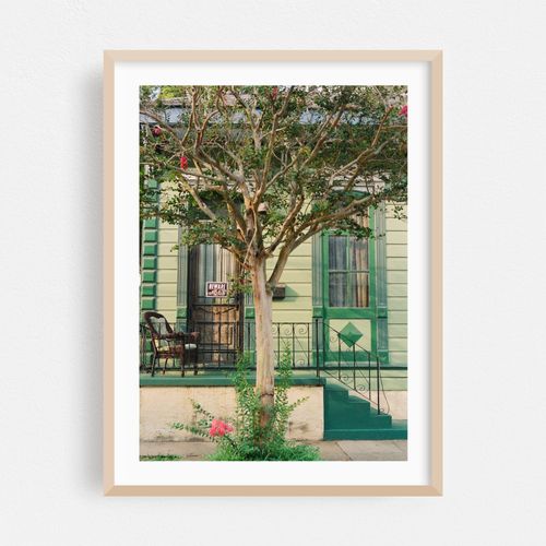 New Orleans Cat