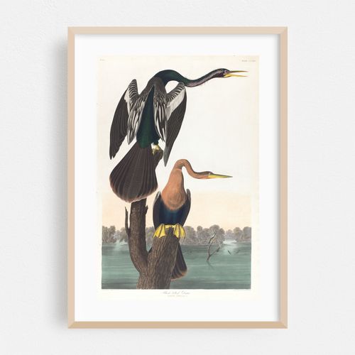 Black-belled darter (1827–1838)