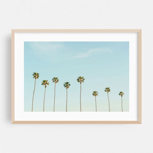 Palms in Corona Del Mar 02