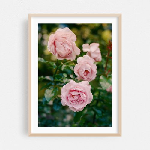 Portland Rose Garden II