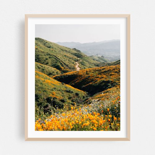 Superbloom Poppies, Lake Elsinore 02