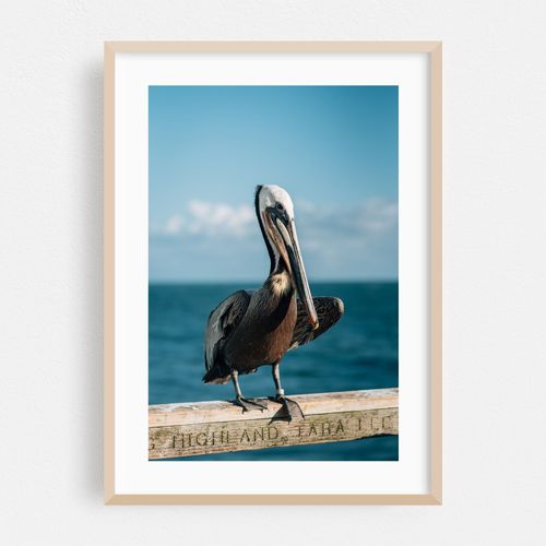 Pelican, Oceanside 01