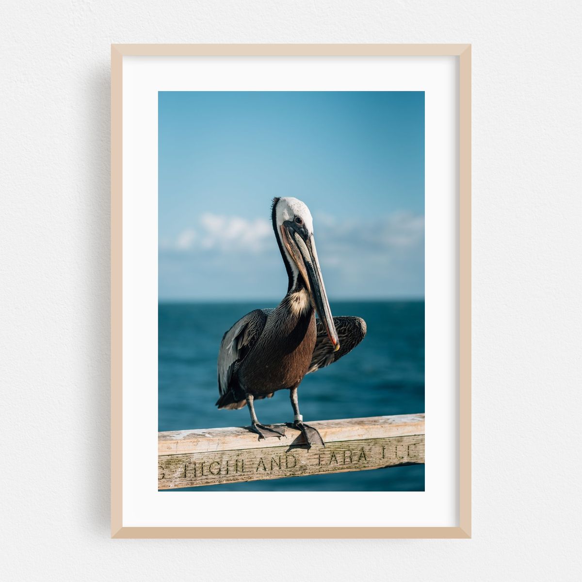 Pelican, Oceanside 01 – image 1 of 16