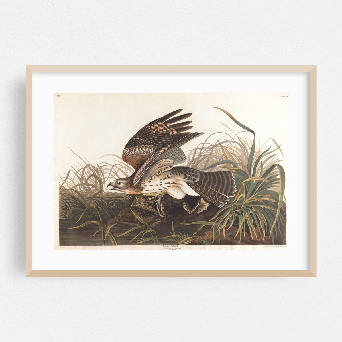 Winter hawk (1827–1838) – image 1 of 6