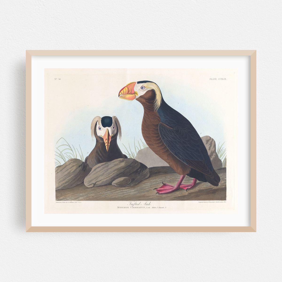 Tufted auk (1827–1838) – image 1 of 3