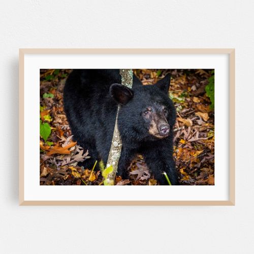 American Black Bear Cub