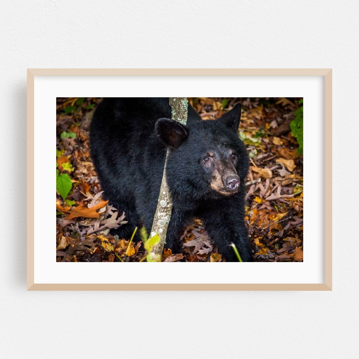 American Black Bear Cub – image 1 of 6
