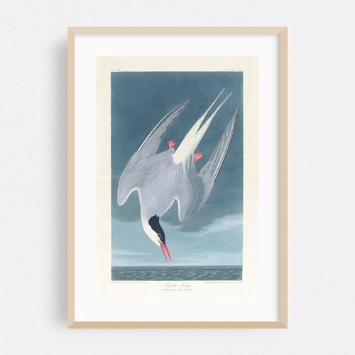 Arctic tern (1827–1838)