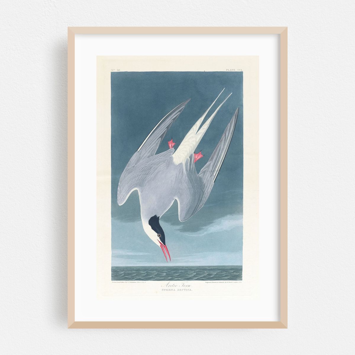 Arctic tern (1827–1838) – image 1 of 16