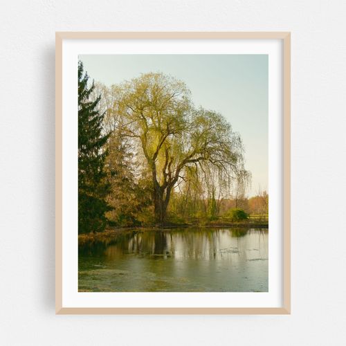 Weeping Willow, Elizaville