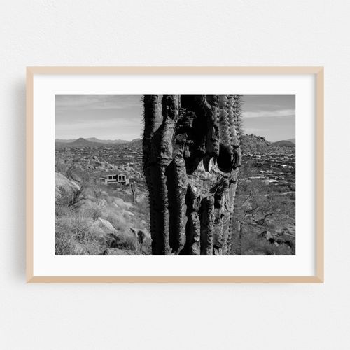 Cactus on the Hill