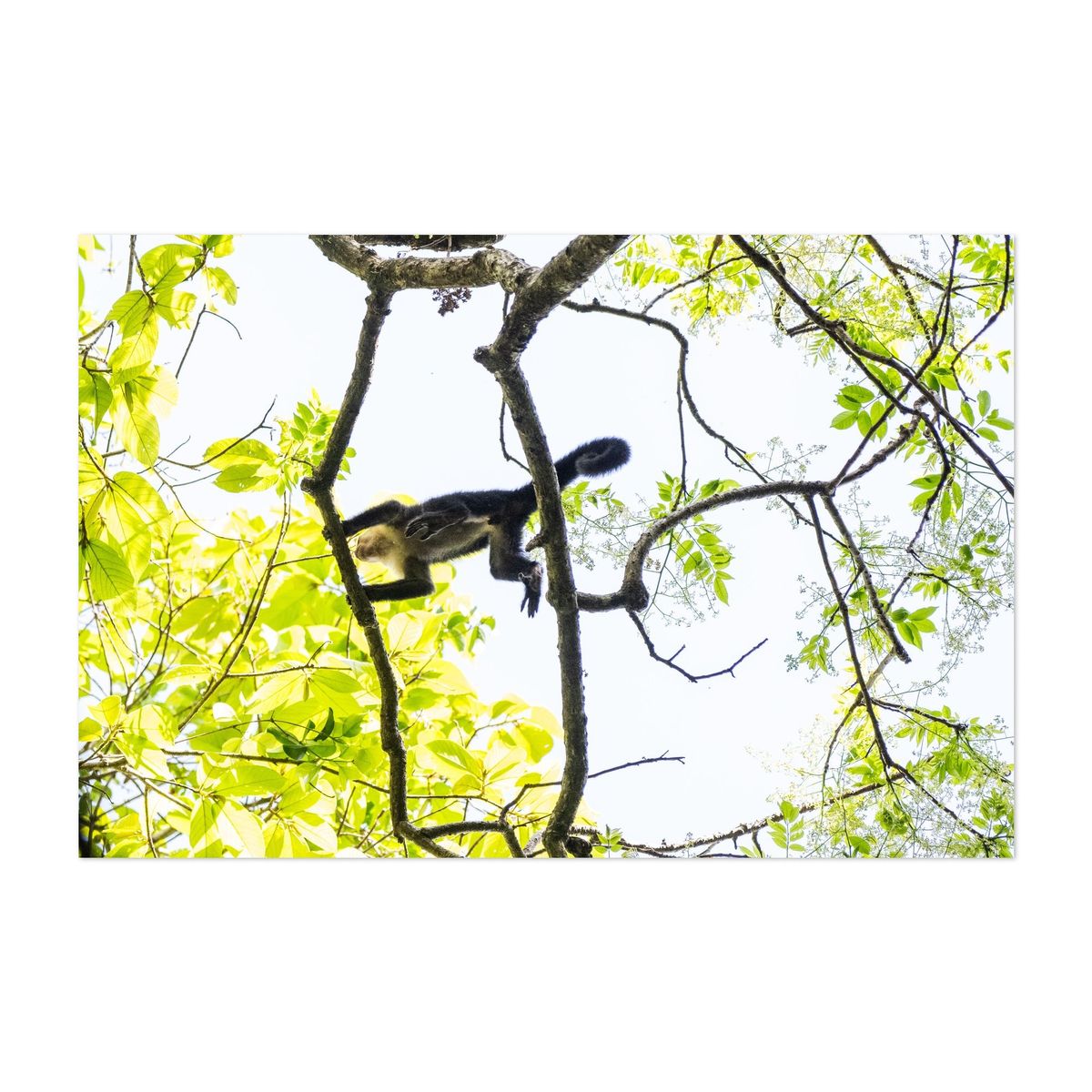 Canopy Explorer – image 1 of 2