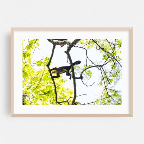 Canopy Explorer