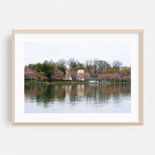 Tidal Basin Blossoms 02