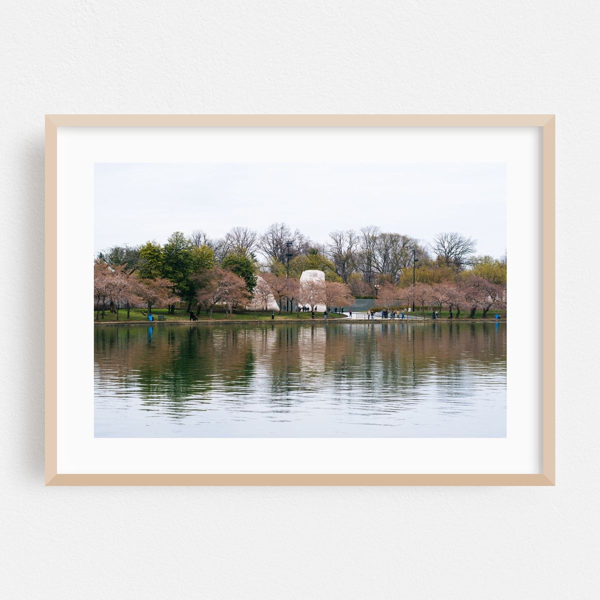 Tidal Basin Blossoms 02 – image 1 of 6