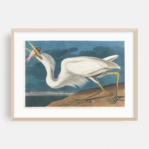 Great white heron (1827–1838)