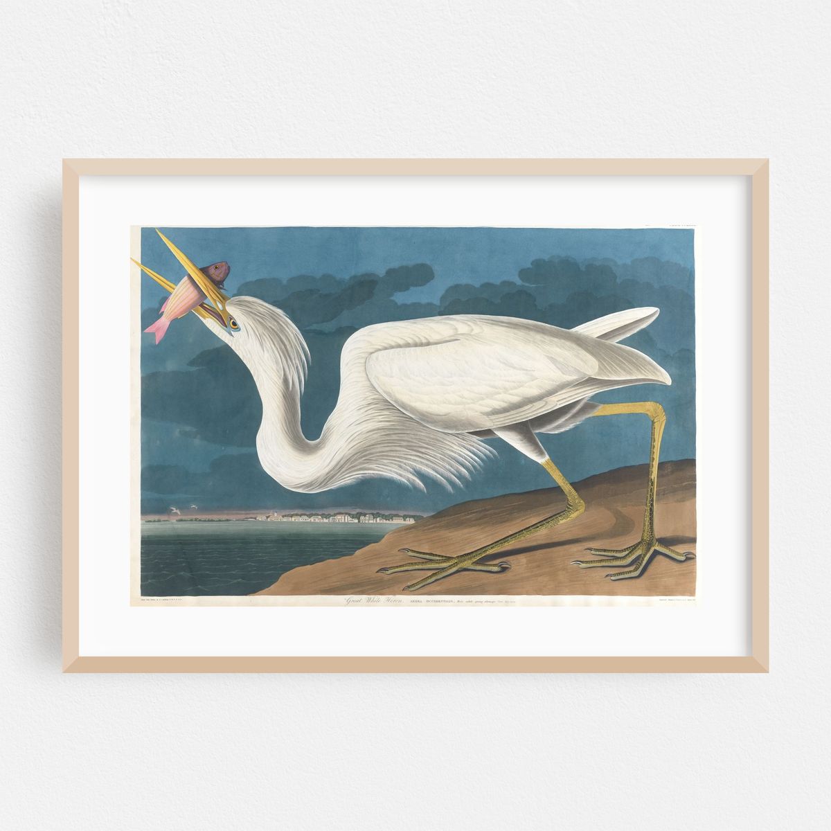 Great white heron (1827–1838) – image 1 of 6